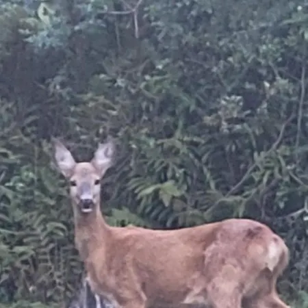 Bukowy Stok Апартаменты