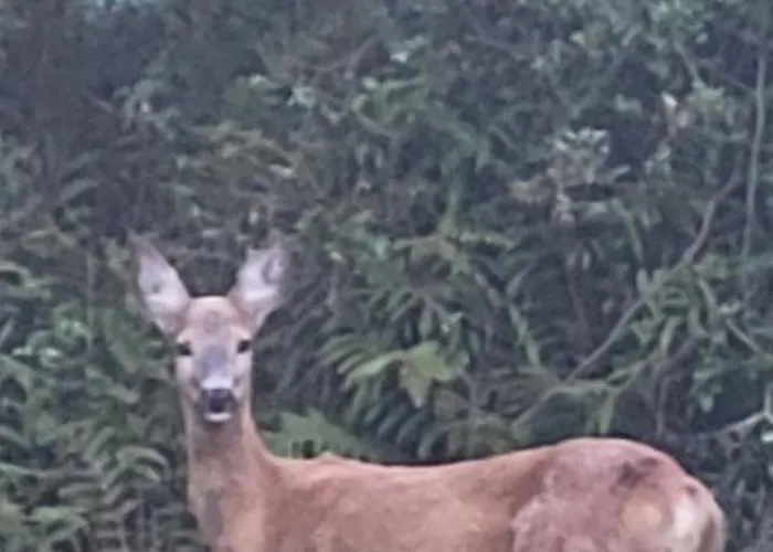 Bukowy Stok Appartement